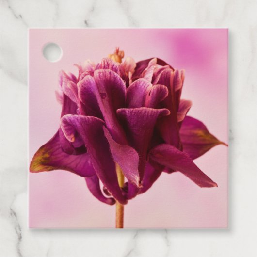 Burgundy Pink Columbine Geschenkanhänger (Vorderseite)