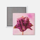 Burgundy Pink Columbine Magnet (Vorderseite/Rückseite)