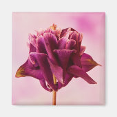 Burgundy Pink Columbine Magnet (Vorne)