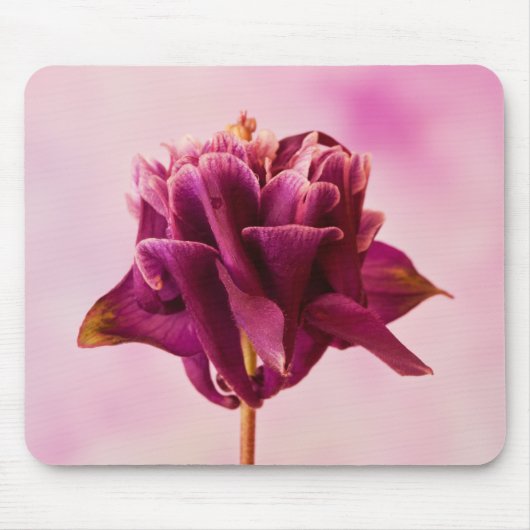 Burgundy Pink Columbine Mousepad (Vorne)