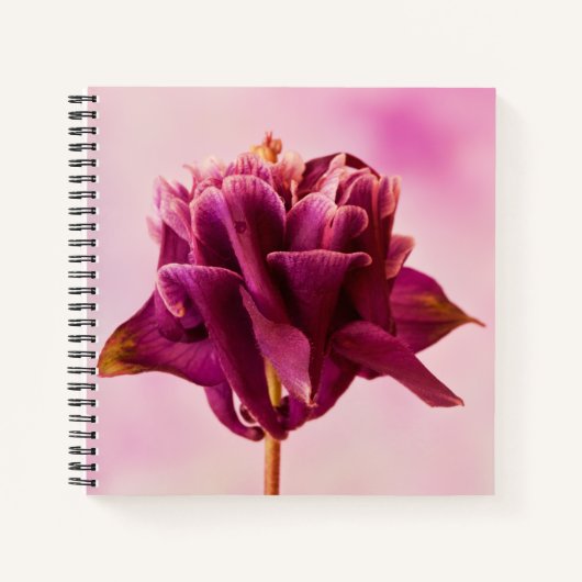 Burgundy Pink Columbine Notizblock (Vorderseite)