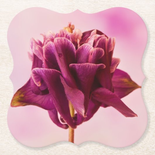 Burgundy Pink Columbine Untersetzer (Vorderseite)