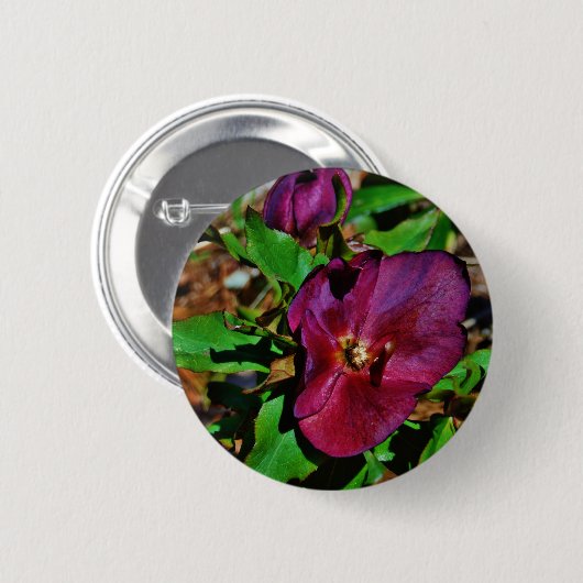 Burgundy Pink Lenten Rose Button (Vorne & Hinten)