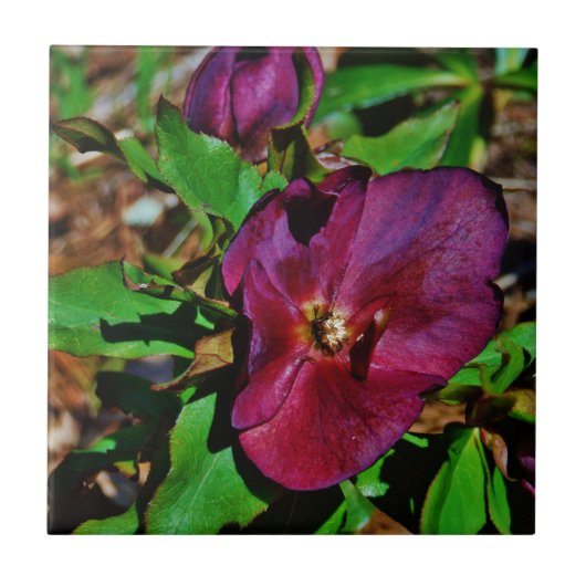 Burgundy Pink Lenten Rose Fliese (Vorderseite)
