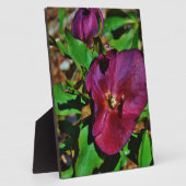 Burgundy Pink Lenten Rose Fotoplatte (Seite)