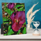 Burgundy Pink Lenten Rose Fotoplatte (Seite)