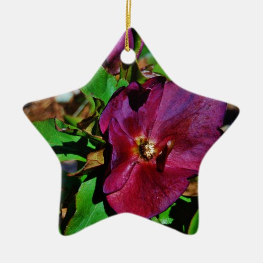 Burgundy Pink Lenten Rose Keramik Ornament (Vorne)