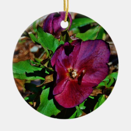 Burgundy Pink Lenten Rose Keramik Ornament (Vorne)