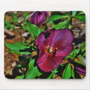 Burgundy Pink Lenten Rose Mousepad