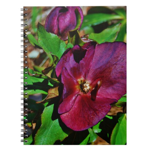 Burgundy Pink Lenten Rose Notizblock (Vorderseite)