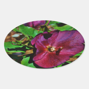 Burgundy Pink Lenten Rose Ovaler Aufkleber