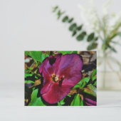 Burgundy Pink Lenten Rose Postkarte (Stehend Vorderseite)