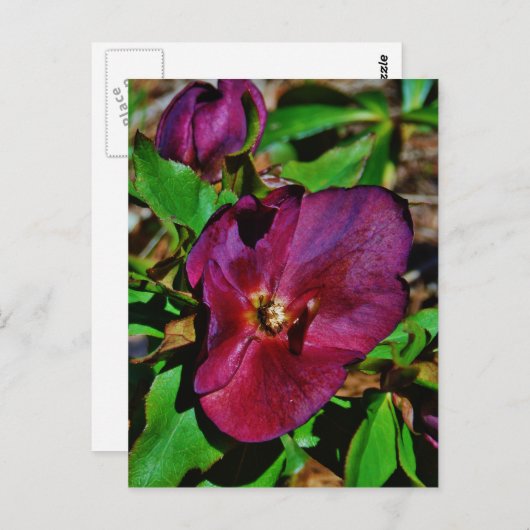 Burgundy Pink Lenten Rose Postkarte (Vorne/Hinten)
