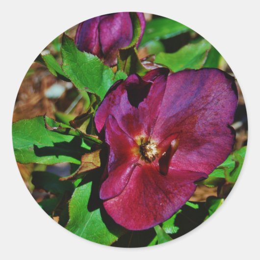 Burgundy Pink Lenten Rose Runder Aufkleber (Vorderseite)