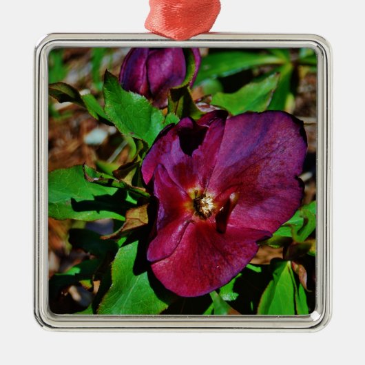 Burgundy Pink Lenten Rose Silbernes Ornament (Vorne)