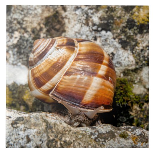 Burgundy Snail Fliese (Vorderseite)