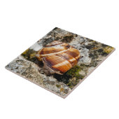 Burgundy Snail Fliese (Seite)