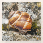 Burgundy Snail Glasuntersetzer (Vorderseite)