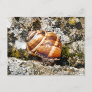 Burgundy Snail Postkarte
