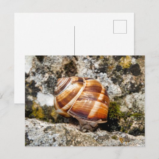 Burgundy Snail Postkarte (Vorne/Hinten)