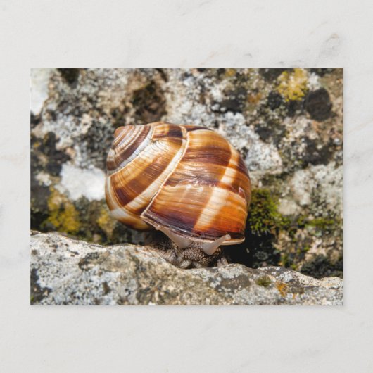 Burgundy Snail Postkarte (Vorderseite)