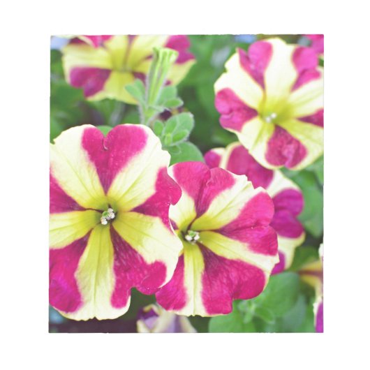 Burgundy Star Petunias Notizblock (Vorderseite)