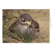 Burhinus oedicnemus (Vorderseite (Horizontal))