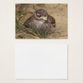 Burhinus oedicnemus (Vorne & Hinten)