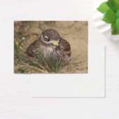 Burhinus oedicnemus (Schreibtisch)