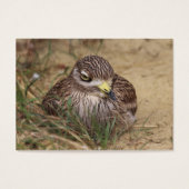 Burhinus oedicnemus (Vorderseite)