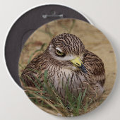 Burhinus oedicnemus button (Vorne & Hinten)