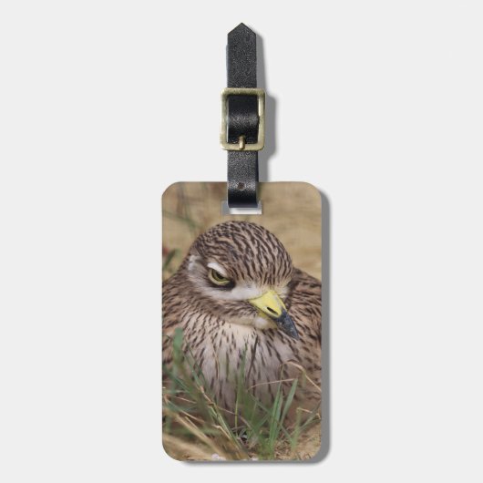 Burhinus oedicnemus gepäckanhänger (Vorderseite vertikal)