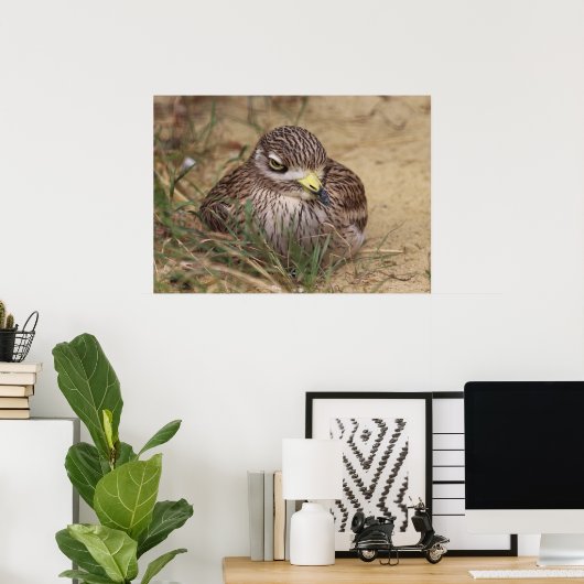 Burhinus oedicnemus poster (Heimbüro)