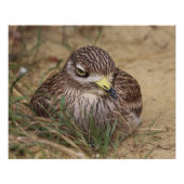 Burhinus oedicnemus poster (Vorderseite)