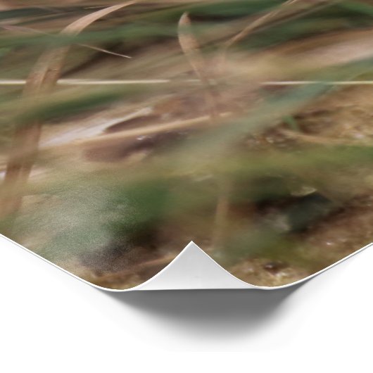 Burhinus oedicnemus poster (Ecke)