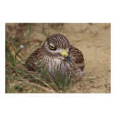 Burhinus oedicnemus poster (Vorderseite)