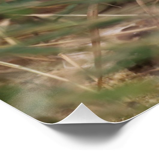 Burhinus oedicnemus poster (Ecke)