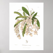 Burlingtonia venusta poster (Vorne)