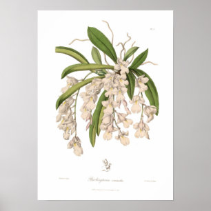 Burlingtonia venusta poster