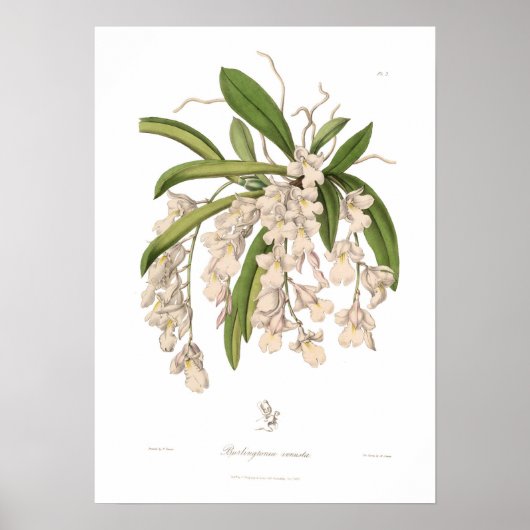 Burlingtonia venusta poster (Vorne)