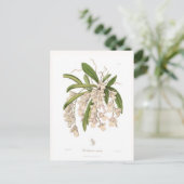 Burlingtonia venusta postkarte (Stehend Vorderseite)