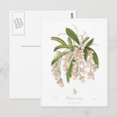 Burlingtonia venusta postkarte (Vorne/Hinten)