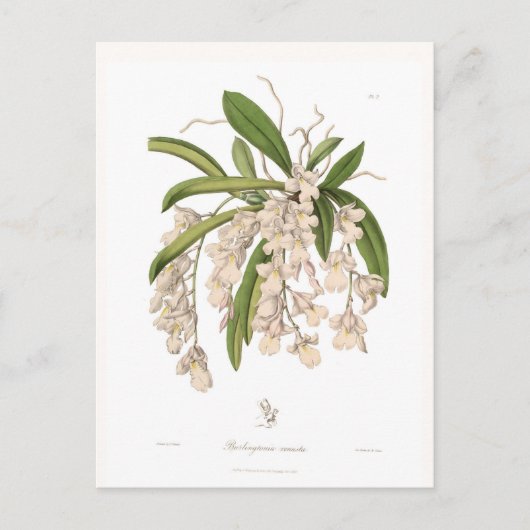 Burlingtonia venusta postkarte (Vorderseite)