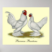 Burmese Bantams Poster (Vorne)