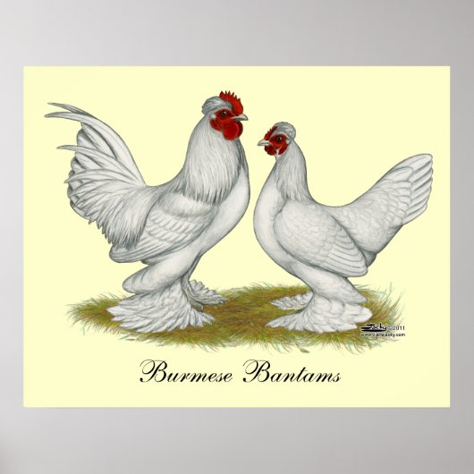 Burmese Bantams Poster (Vorne)