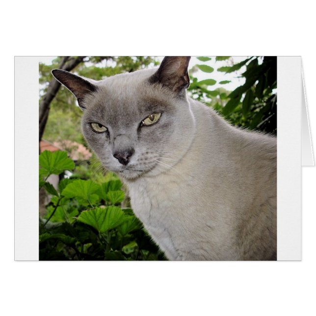 Burmese Cat (Vorderseite (Horizontal))