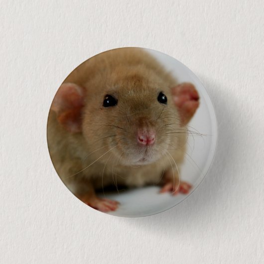 Burmese dumbo Rat Button (Vorderseite)