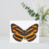 Burmese Lascar Butterfly Postkarte (Stehend Vorderseite)