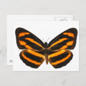 Burmese Lascar Butterfly Postkarte (Vorne/Hinten)