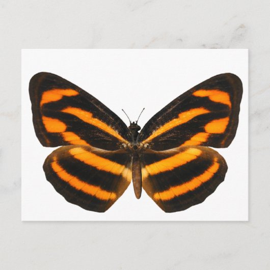 Burmese Lascar Butterfly Postkarte (Vorderseite)